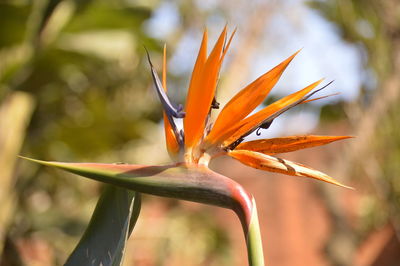 Close-up of orange flowering plant