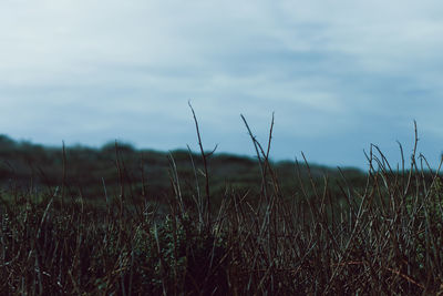 Close-up of plants growing in field against sky