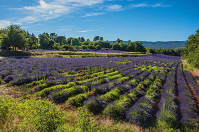 View of field of lavender flowers near the village of roussillon, in the french provence.