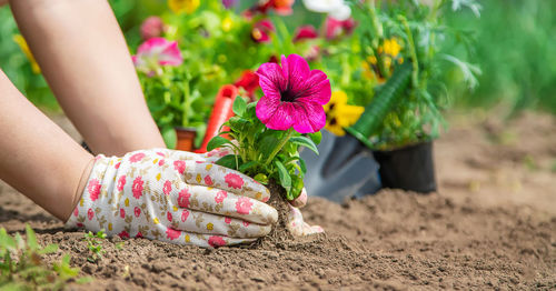 Hands of woman planting flower plant in garden