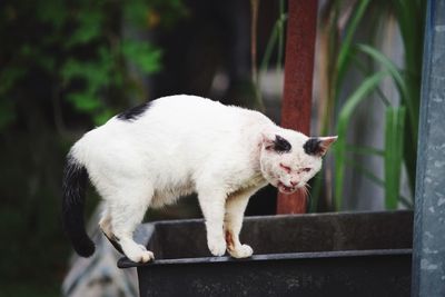 Close-up of cat standing outdoors