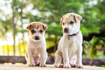 Cute puppies on floor outdoors