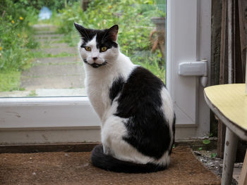 Portrait of cat sitting outdoors