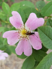 Close-up of pink flower blooming outdoors