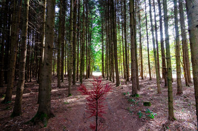 Trees in forest