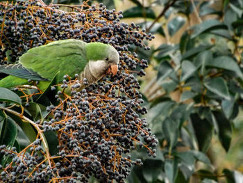 Close-up of bird perching on tree