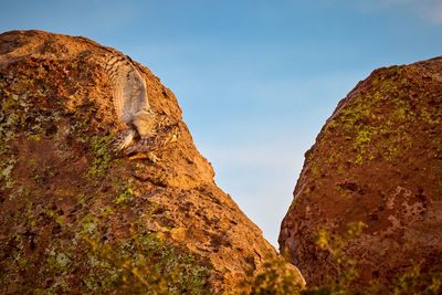 Mating pair of horned owls at city of rocks state park, new mexico.