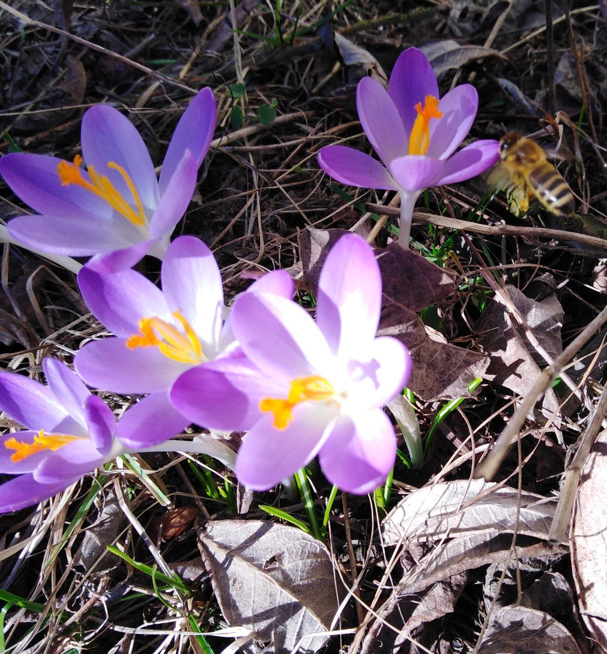 HIGH ANGLE VIEW OF PURPLE CROCUS