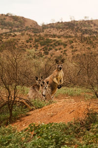 Kangaroos on landscape against sky