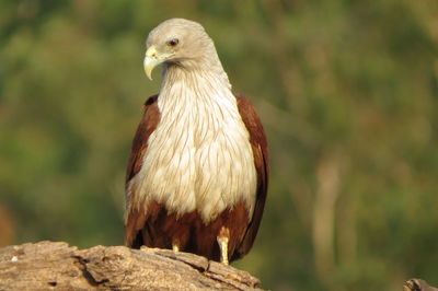 Close-up of owl perching on tree