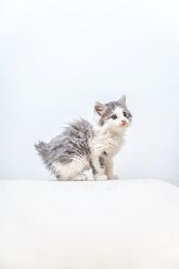 Portrait of cat sitting on white background