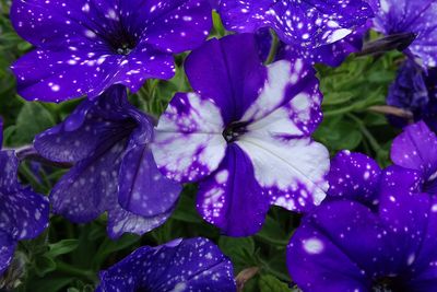 Close-up of wet purple flowering plants