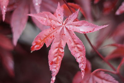 Close-up of red maple leaves