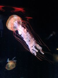 Jellyfish swimming in water at night