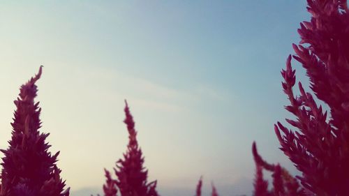 Low angle view of trees against sky