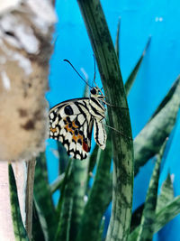 Close-up of butterfly on flower