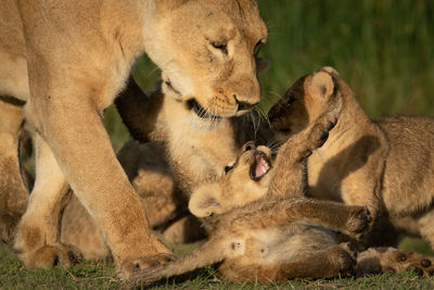 Close-up of walking lioness playing with cubs