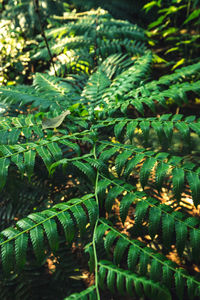 Full frame shot of fern