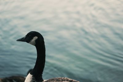 Side view of canada goose against lake 