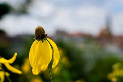 Close-up of yellow flower