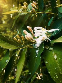 Close-up of wet flowering plant