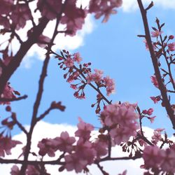 Low angle view of cherry blossom tree