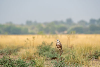 Bird on a field