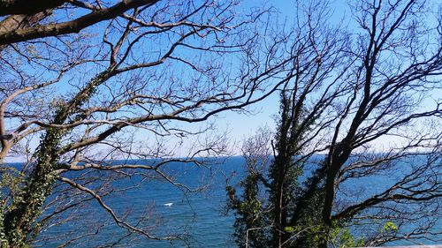 Low angle view of bare trees against blue sky