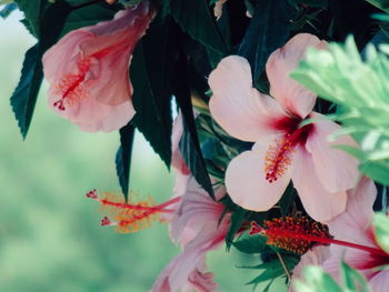 Close-up of red hibiscus flower