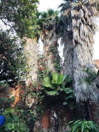 Trees and plants against sky