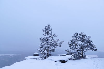 Trees against sky during winter