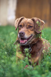 Portrait of dog sticking out tongue on field