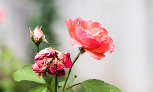 Close-up of pink rose blooming outdoors