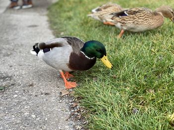 High angle view of mallard duck on field