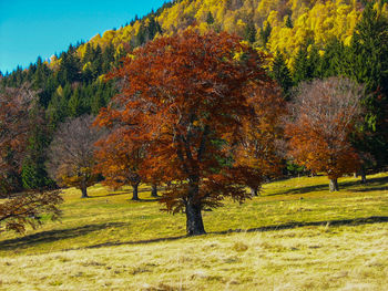 Trees on field