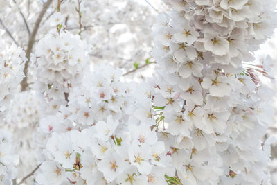 Close-up of white cherry blossom tree