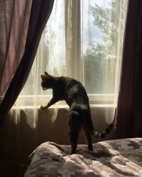 View of a cat looking through window