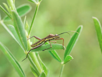 Close-up of insect on plant