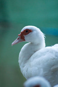 Close-up of white ducks