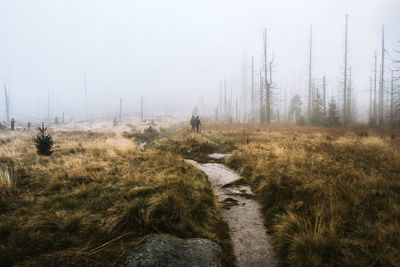 Scenic view of forest against sky during winter