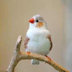 Close-up of bird perching on branch