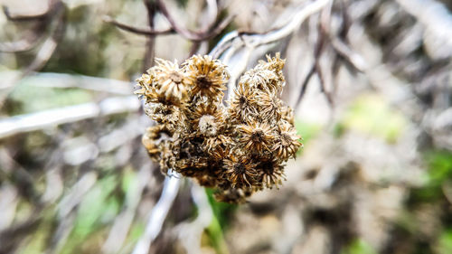 Close-up of wilted flower