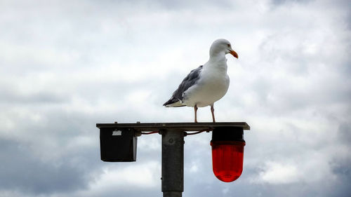 Low angle view of seagull perching on wooden post against sky