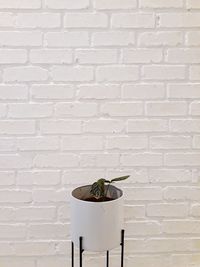 Close-up of potted plant against white wall