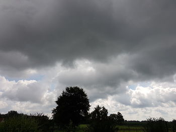 Low angle view of trees against cloudy sky