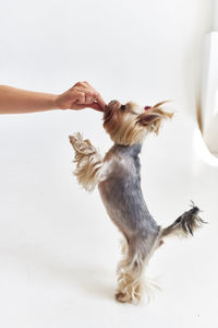 Portrait of a dog with hand against white background