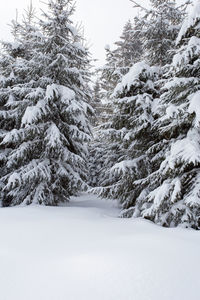 Trees on snow covered landscape