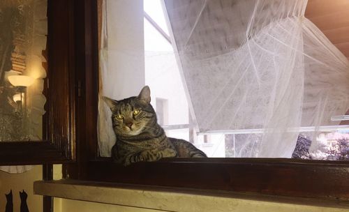Portrait of cat sitting on window sill at home