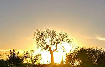 Silhouette trees against sky during sunset