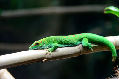 Close-up of green lizard